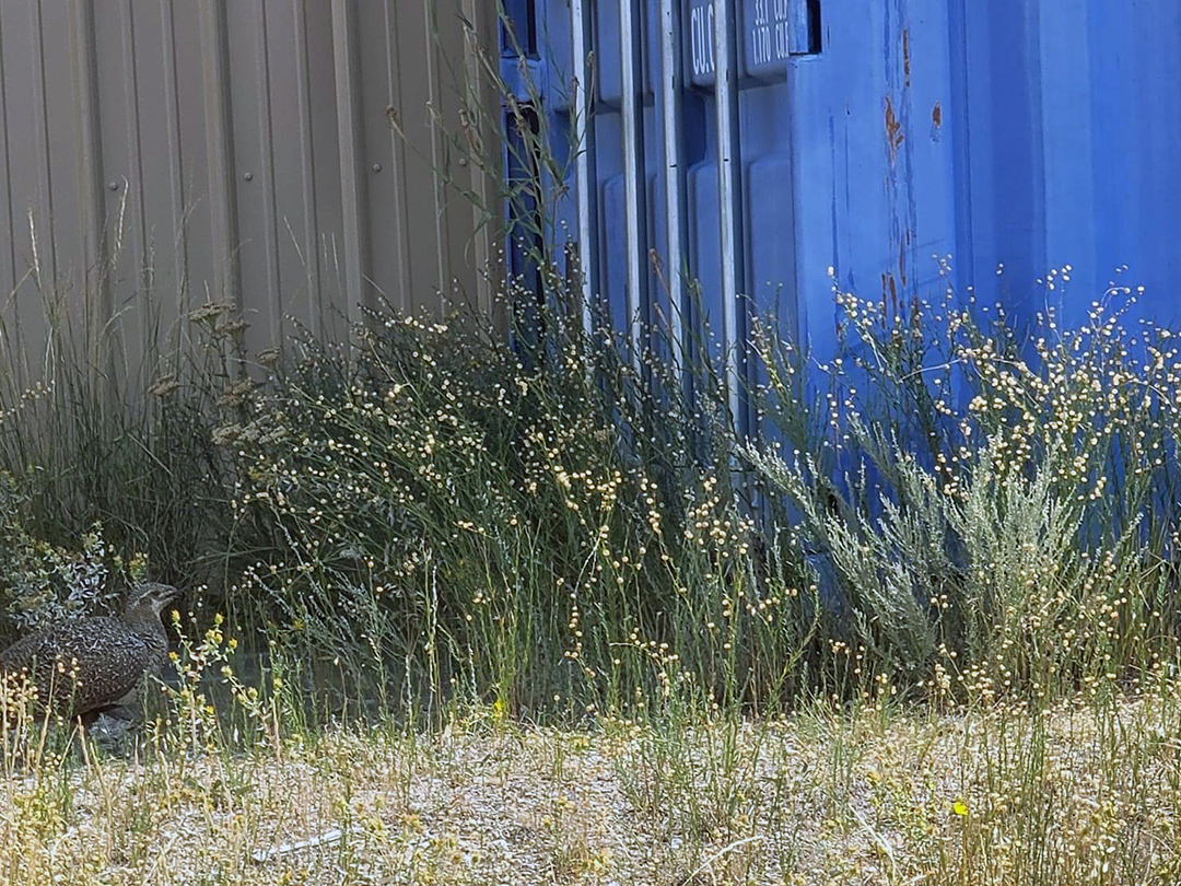 Sage grouse hen watching over her nest among oilfield equipment