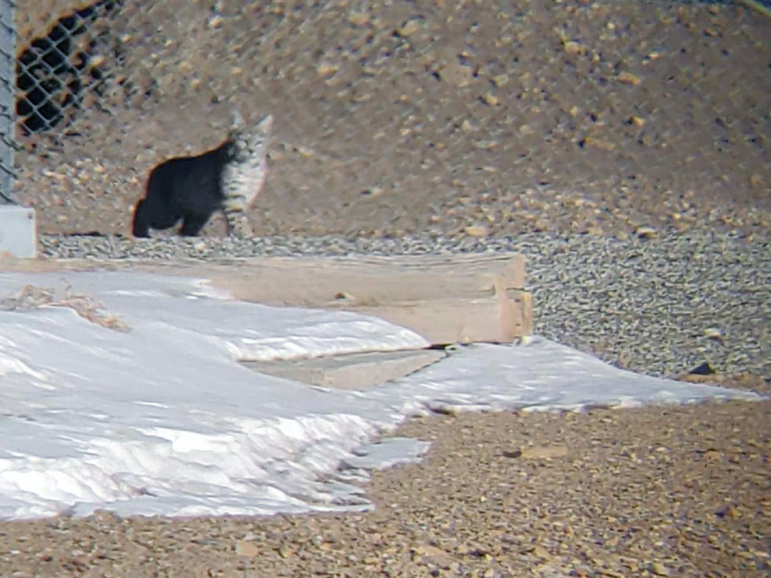 Series of photos of a Large Bobcat hunting rabbits and rodents in an oilfield pipe storage yard