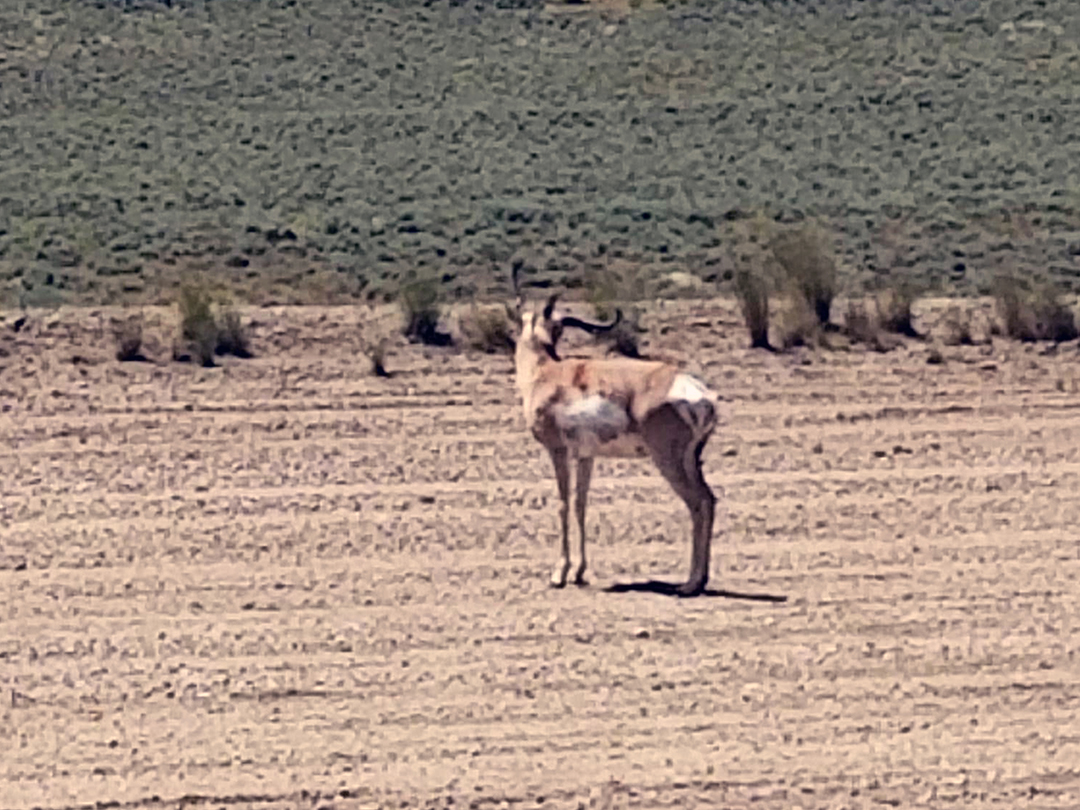 Pronghorn buck visiting a new natural gas wellsite