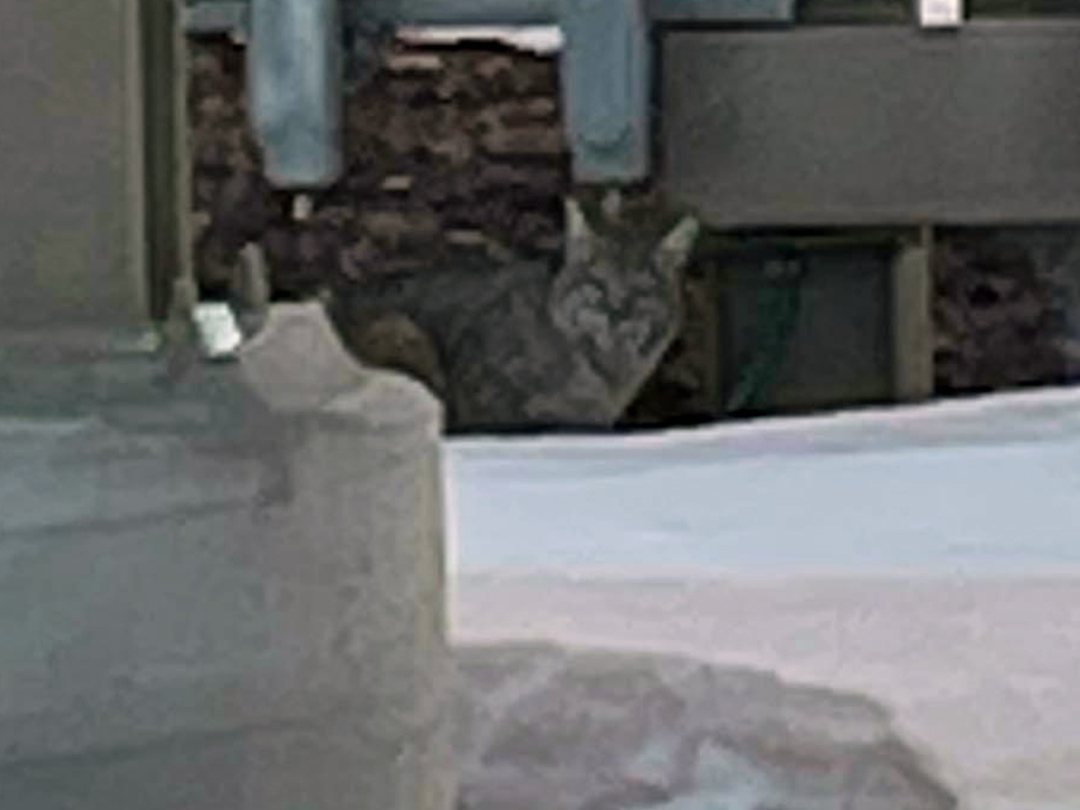 Bobcat hunting rabbits and rodents among natural gas processing equipment